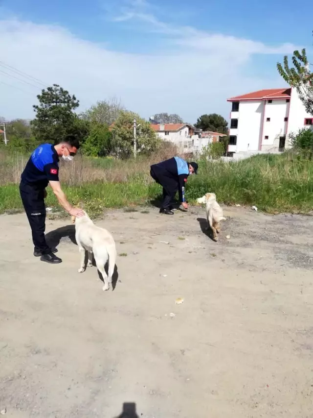 Sokakta yaşayan canlar, tam kapanmada Süleymanpaşa Zabıtasına emanet Sokakta yaşayan canlar, tam kapanmada Süleymanpaşa Zabıtasına emanet