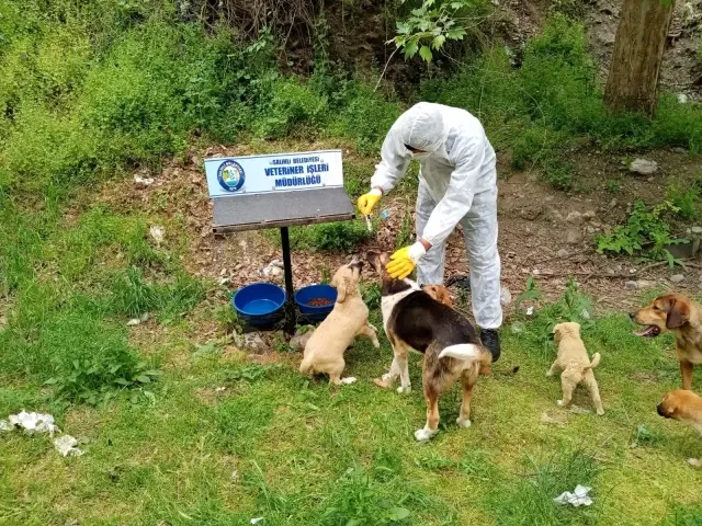 Tam kapanmada sokak hayvanları unutulmadı Tam kapanmada sokak hayvanları unutulmadı