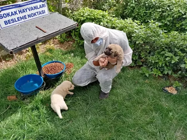 Tam kapanmada sokak hayvanları unutulmadı Tam kapanmada sokak hayvanları unutulmadı