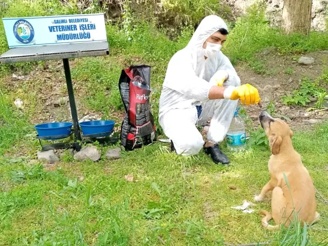 Tam kapanmada sokak hayvanları unutulmadı Tam kapanmada sokak hayvanları unutulmadı