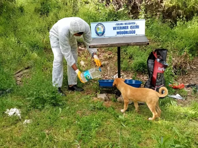Tam kapanmada sokak hayvanları unutulmadı Tam kapanmada sokak hayvanları unutulmadı