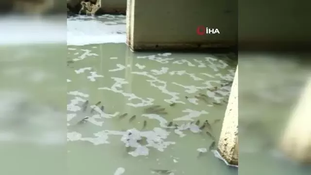 Tekirdağ'da kirlenen derede balık ölümleri tedirgin ediyor Tekirdağ'da kirlenen derede balık ölümleri tedirgin ediyor