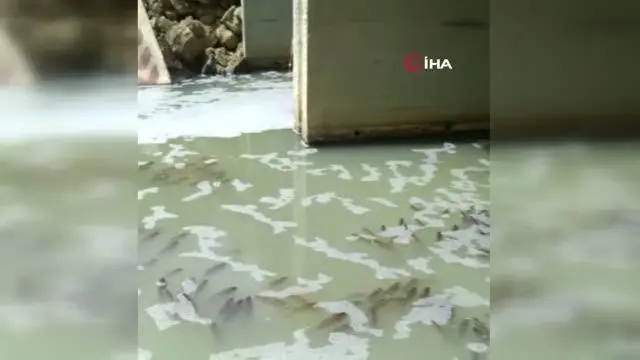 Tekirdağ'da kirlenen derede balık ölümleri tedirgin ediyor Tekirdağ'da kirlenen derede balık ölümleri tedirgin ediyor