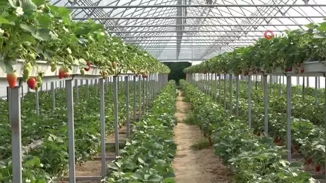 Topraksız tarım ile çilek üretimini 3'e katlıyor Topraksız tarım ile çilek üretimini 3'e katlıyor