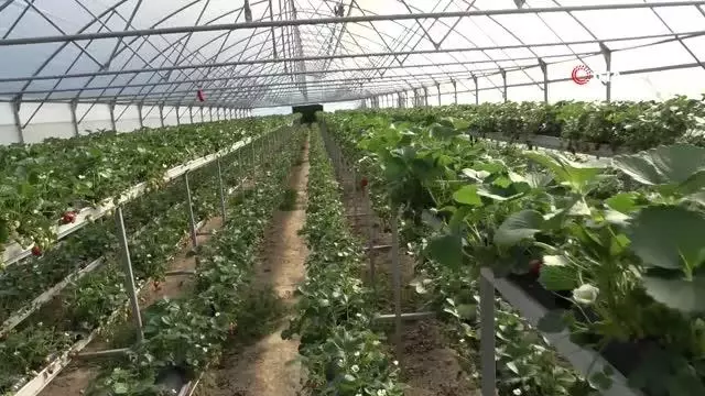 Topraksız tarım ile çilek üretimini 3'e katlıyor Topraksız tarım ile çilek üretimini 3'e katlıyor