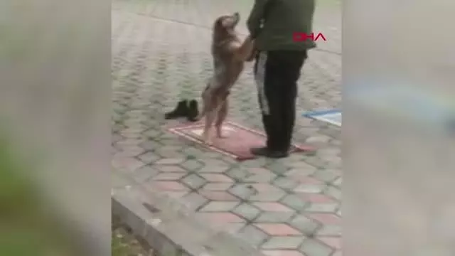 TRABZON BESLEDİĞİ SOKAK KÖPEĞİ NAMAZDA YANINDAN AYRILMADI TRABZON BESLEDİĞİ SOKAK KÖPEĞİ NAMAZDA YANINDAN AYRILMADI