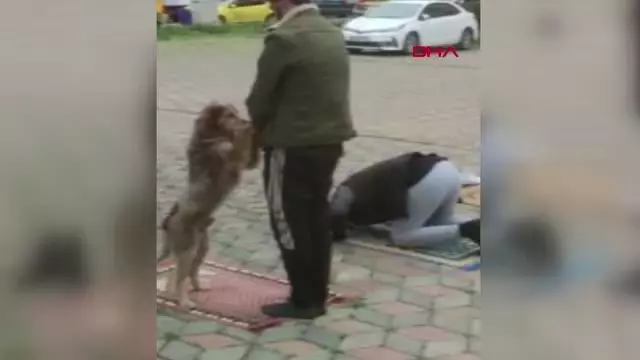 TRABZON BESLEDİĞİ SOKAK KÖPEĞİ NAMAZDA YANINDAN AYRILMADI TRABZON BESLEDİĞİ SOKAK KÖPEĞİ NAMAZDA YANINDAN AYRILMADI