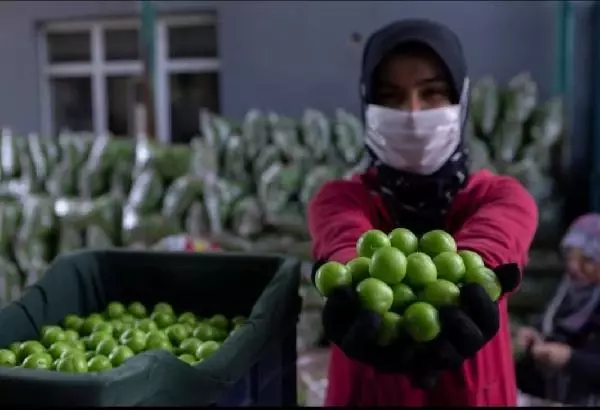 Son dakika haber... Üreticiden alım fiyatı düştüğü için erikleri toplamama kararı Son dakika haber... Üreticiden alım fiyatı düştüğü için erikleri toplamama kararı