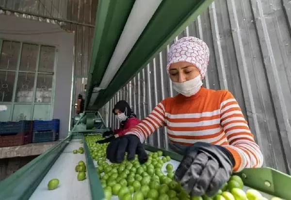 Son dakika haber... Üreticiden alım fiyatı düştüğü için erikleri toplamama kararı Son dakika haber... Üreticiden alım fiyatı düştüğü için erikleri toplamama kararı