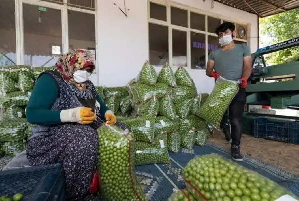 Son dakika haber... Üreticiden alım fiyatı düştüğü için erikleri toplamama kararı Son dakika haber... Üreticiden alım fiyatı düştüğü için erikleri toplamama kararı