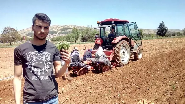 Üretimde dünya lideri olan Denizli'de kekik ekim alanları artıyor Üretimde dünya lideri olan Denizli'de kekik ekim alanları artıyor