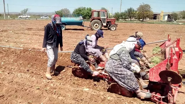 Üretimde dünya lideri olan Denizli'de kekik ekim alanları artıyor Üretimde dünya lideri olan Denizli'de kekik ekim alanları artıyor