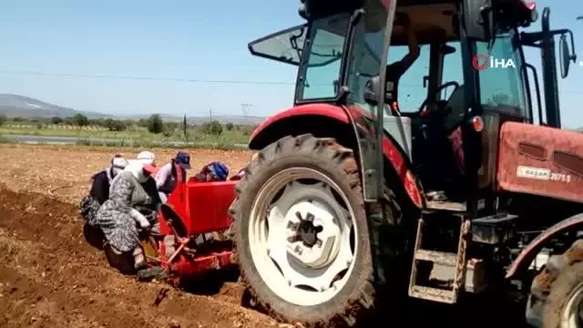 Üzümden kaçan çiftçiler korona savar kekiğe yöneldi Üzümden kaçan çiftçiler korona savar kekiğe yöneldi