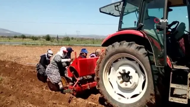 Üzümden kaçan çiftçiler korona savar kekiğe yöneldi Üzümden kaçan çiftçiler korona savar kekiğe yöneldi