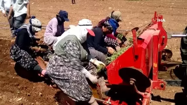 Üzümden kaçan çiftçiler korona savar kekiğe yöneldi Üzümden kaçan çiftçiler korona savar kekiğe yöneldi