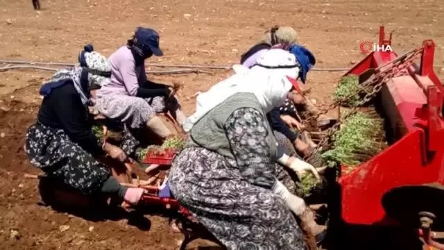 Üzümden kaçan çiftçiler korona savar kekiğe yöneldi Üzümden kaçan çiftçiler korona savar kekiğe yöneldi