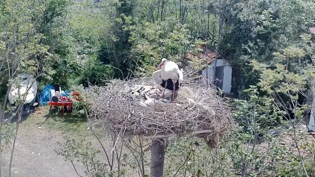 Yaren Leyleğin dostu Adem Amca'ya müjdeli haber: 4 yavrusu dünyaya geldi Yaren Leyleğin dostu Adem Amca'ya müjdeli haber: 4 yavrusu dünyaya geldi