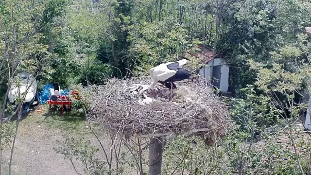Yaren Leyleğin dostu Adem Amca'ya müjdeli haber: 4 yavrusu dünyaya geldi Yaren Leyleğin dostu Adem Amca'ya müjdeli haber: 4 yavrusu dünyaya geldi