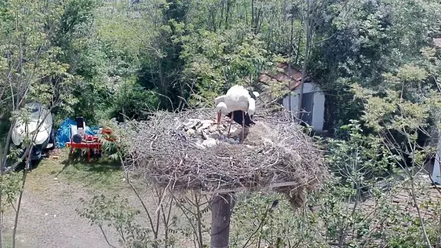 Yaren Leyleğin dostu Adem Amca'ya müjdeli haber: 4 yavrusu dünyaya geldi Yaren Leyleğin dostu Adem Amca'ya müjdeli haber: 4 yavrusu dünyaya geldi