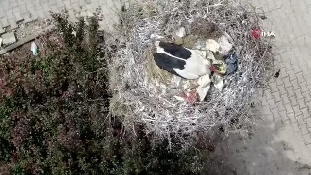 Yaren Leyleğin dostu Adem Amca'ya müjdeli haber: 4 yavrusu dünyaya geldi Yaren Leyleğin dostu Adem Amca'ya müjdeli haber: 4 yavrusu dünyaya geldi
