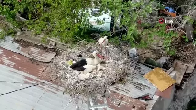 Yaren Leyleğin dostu Adem Amca'ya müjdeli haber: 4 yavrusu dünyaya geldi Yaren Leyleğin dostu Adem Amca'ya müjdeli haber: 4 yavrusu dünyaya geldi