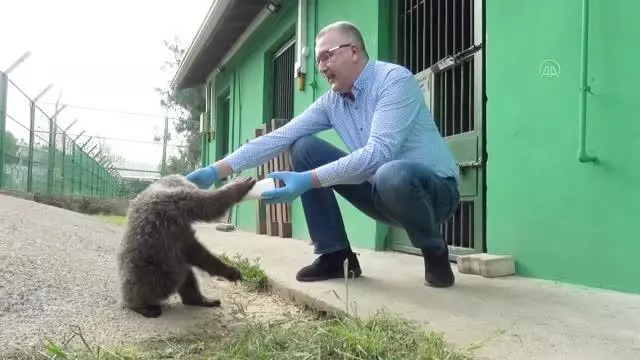 Yavru ayı 'Dolunay' barınağın ilgi odağı oldu Yavru ayı 'Dolunay' barınağın ilgi odağı oldu
