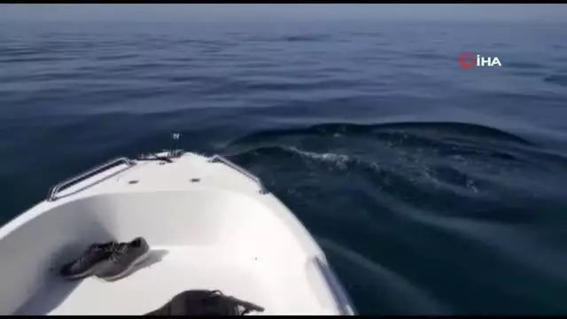Son dakika haber... Yunusların tekne ile dansı kamerada Son dakika haber... Yunusların tekne ile dansı kamerada