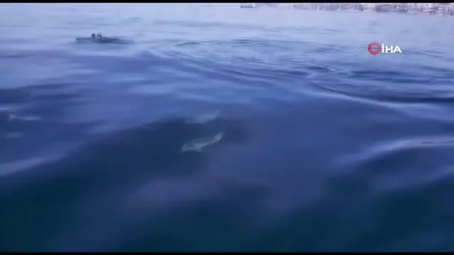 Son dakika haber... Yunusların tekne ile dansı kamerada Son dakika haber... Yunusların tekne ile dansı kamerada