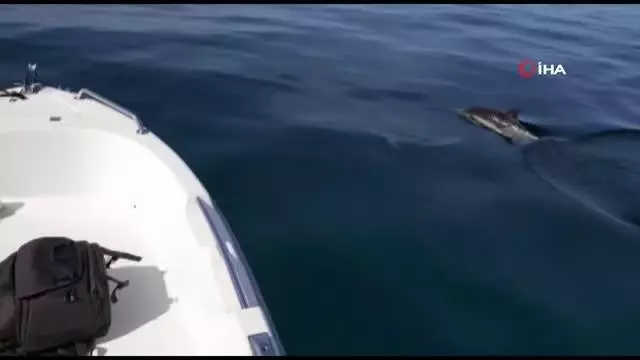 Son dakika haber... Yunusların tekne ile dansı kamerada Son dakika haber... Yunusların tekne ile dansı kamerada