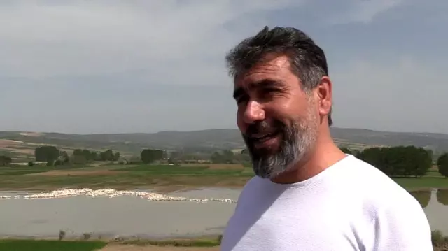 Pelikanların sudaki senfonisi büyüledi Pelikanların sudaki senfonisi büyüledi