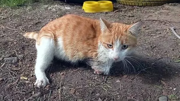 OSMANİYE ZAMANINDA MÜDAHALE EDİLEMEDİ, OTOMOBİL ÇARPAN KEDİNİN SAĞ BACAĞI KESİLDİ OSMANİYE ZAMANINDA MÜDAHALE EDİLEMEDİ, OTOMOBİL ÇARPAN KEDİNİN SAĞ BACAĞI KESİLDİ