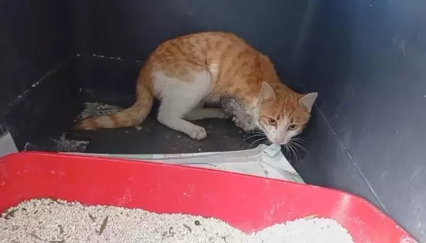 OSMANİYE ZAMANINDA MÜDAHALE EDİLEMEDİ, OTOMOBİL ÇARPAN KEDİNİN SAĞ BACAĞI KESİLDİ OSMANİYE ZAMANINDA MÜDAHALE EDİLEMEDİ, OTOMOBİL ÇARPAN KEDİNİN SAĞ BACAĞI KESİLDİ