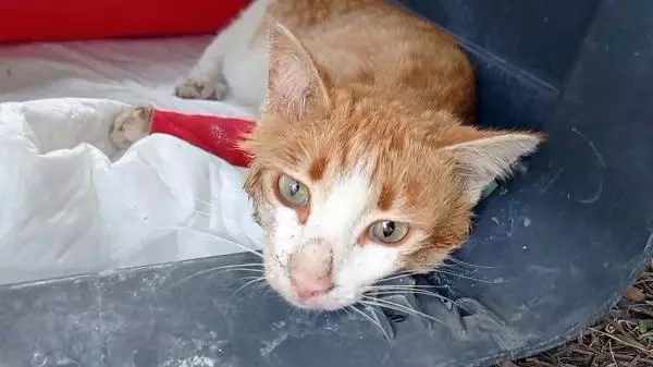 OSMANİYE ZAMANINDA MÜDAHALE EDİLEMEDİ, OTOMOBİL ÇARPAN KEDİNİN SAĞ BACAĞI KESİLDİ OSMANİYE ZAMANINDA MÜDAHALE EDİLEMEDİ, OTOMOBİL ÇARPAN KEDİNİN SAĞ BACAĞI KESİLDİ