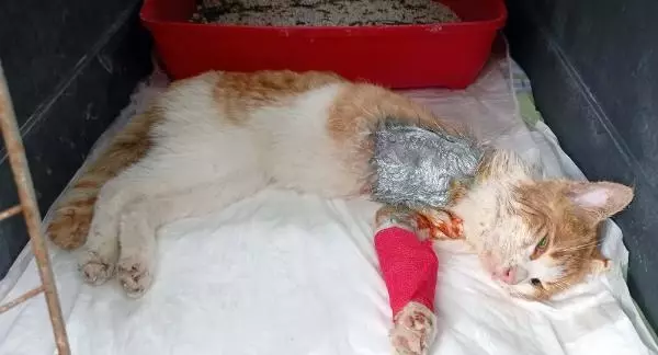 OSMANİYE ZAMANINDA MÜDAHALE EDİLEMEDİ, OTOMOBİL ÇARPAN KEDİNİN SAĞ BACAĞI KESİLDİ OSMANİYE ZAMANINDA MÜDAHALE EDİLEMEDİ, OTOMOBİL ÇARPAN KEDİNİN SAĞ BACAĞI KESİLDİ