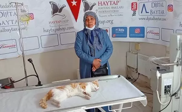 OSMANİYE ZAMANINDA MÜDAHALE EDİLEMEDİ, OTOMOBİL ÇARPAN KEDİNİN SAĞ BACAĞI KESİLDİ OSMANİYE ZAMANINDA MÜDAHALE EDİLEMEDİ, OTOMOBİL ÇARPAN KEDİNİN SAĞ BACAĞI KESİLDİ