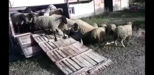 120 hayvanı tır ile çalan iki kişi yakalandı 120 hayvanı tır ile çalan iki kişi yakalandı