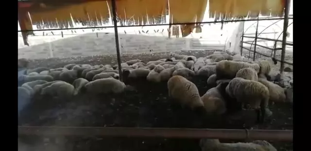 120 hayvanı tır ile çalan iki kişi yakalandı 120 hayvanı tır ile çalan iki kişi yakalandı