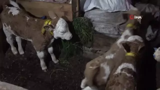 2 yaşındaki inek 'üçüz' doğurdu 2 yaşındaki inek 'üçüz' doğurdu