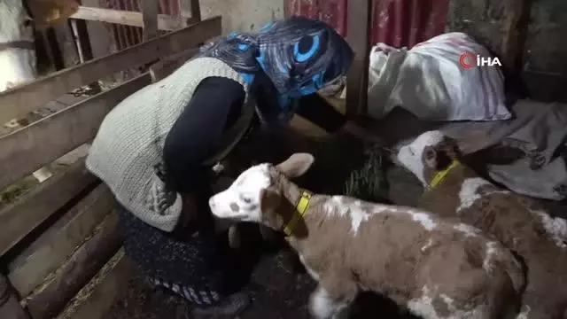 2 yaşındaki inek 'üçüz' doğurdu 2 yaşındaki inek 'üçüz' doğurdu