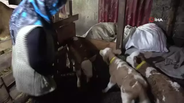 2 yaşındaki inek 'üçüz' doğurdu 2 yaşındaki inek 'üçüz' doğurdu