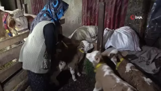 2 yaşındaki inek 'üçüz' doğurdu 2 yaşındaki inek 'üçüz' doğurdu
