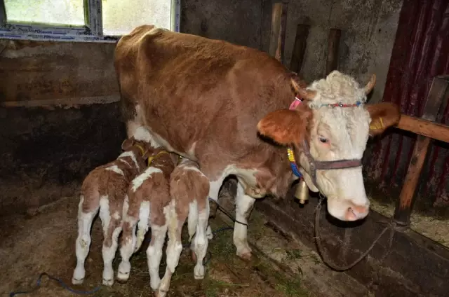 2 yaşındaki inek 'üçüz' doğurdu 2 yaşındaki inek 'üçüz' doğurdu