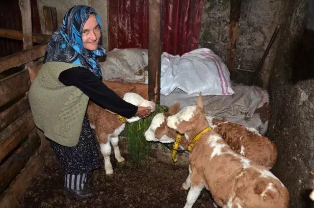 2 yaşındaki inek 'üçüz' doğurdu 2 yaşındaki inek 'üçüz' doğurdu