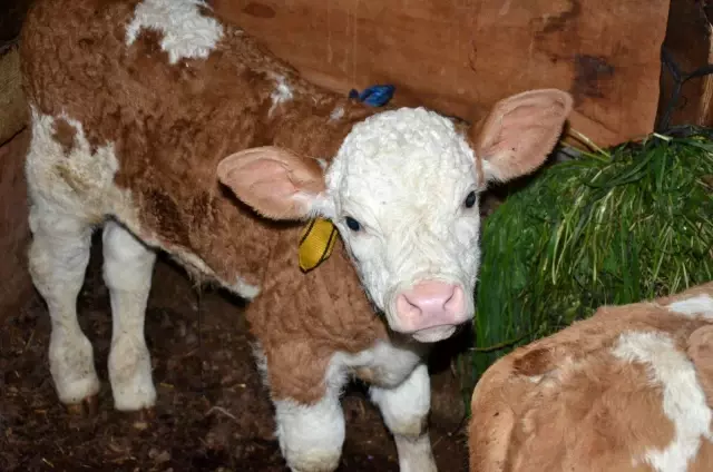 2 yaşındaki inek 'üçüz' doğurdu 2 yaşındaki inek 'üçüz' doğurdu