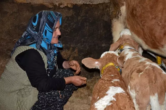 2 yaşındaki inek 'üçüz' doğurdu 2 yaşındaki inek 'üçüz' doğurdu