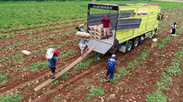 Adana'da erkenci patates hasadı başladı Adana'da erkenci patates hasadı başladı