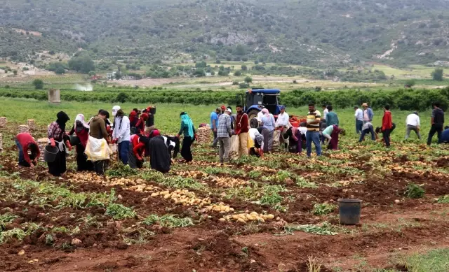 Adana'da erkenci patates hasadı başladı Adana'da erkenci patates hasadı başladı