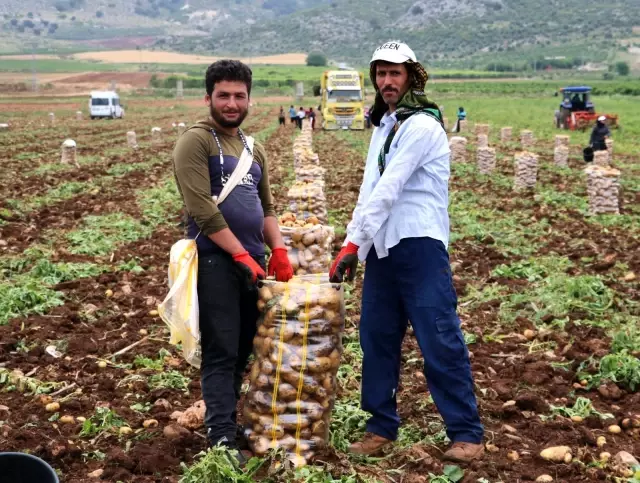 Adana'da erkenci patates hasadı başladı Adana'da erkenci patates hasadı başladı