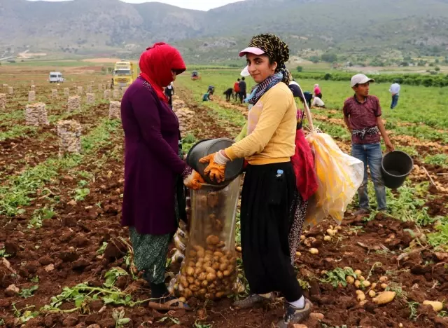 Adana'da erkenci patates hasadı başladı Adana'da erkenci patates hasadı başladı