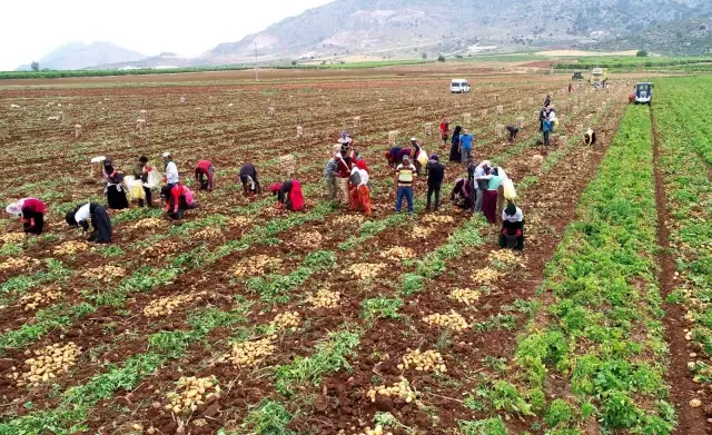 Adana'da erkenci patates hasadı başladı Adana'da erkenci patates hasadı başladı